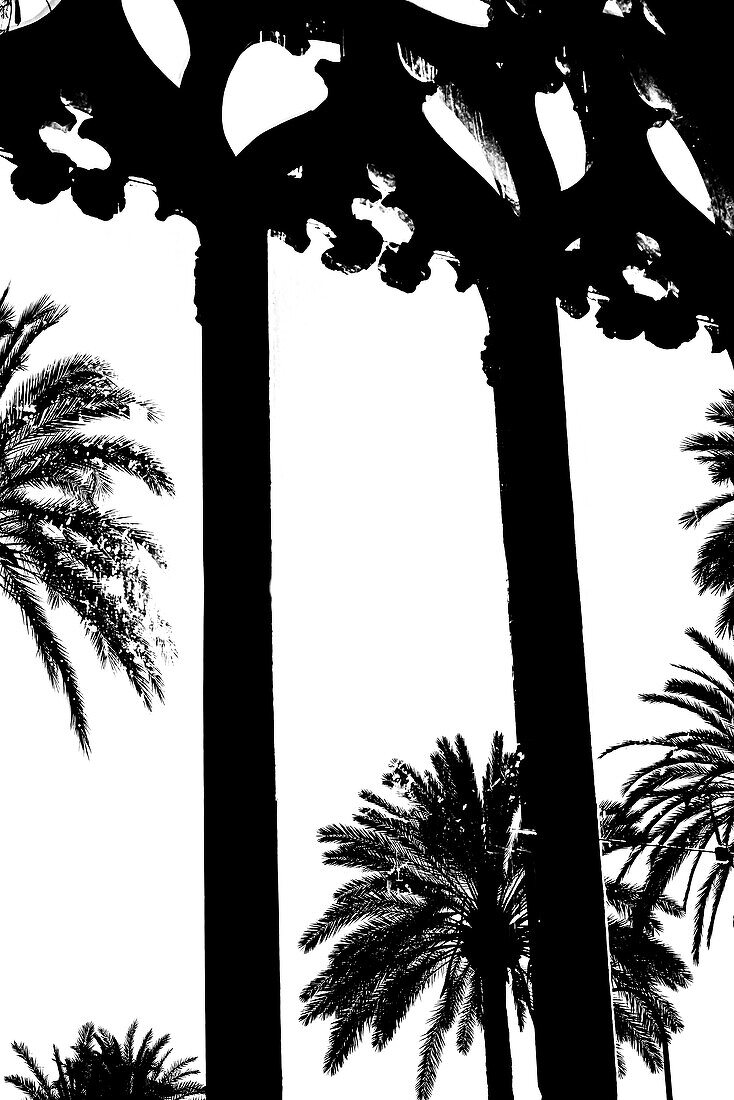 View out of the window of the historical building Llotja dels Mercaders at palmtrees, Palma de Mallorca, Mallorca, Spain