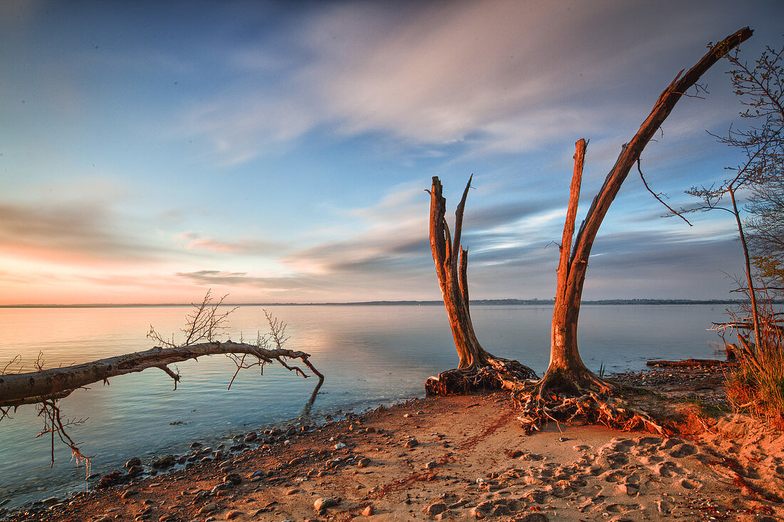 Baumreste am Strand, Skovgarden, Middelfart, Ostsee, Fünen, Dänemark