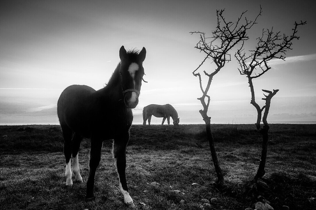 Wild Horses, Bagenkop, Baltic Sea, Langeland, Denmark
