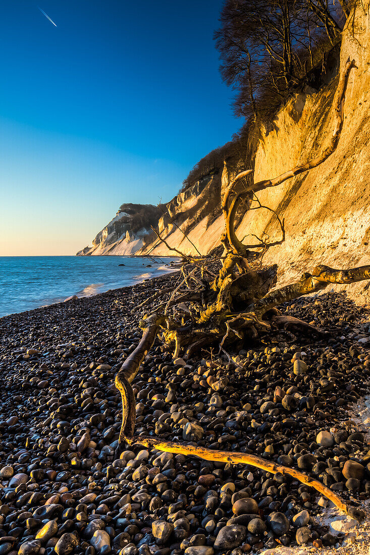 Driftwood on the beach, Chalk Cliffs, White Cliffs of Moen, Moens Klint, Isle of Moen, Baltic Sea, Denmark