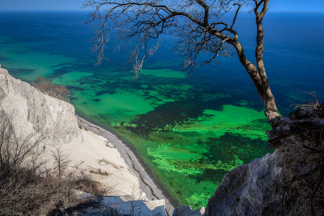 Tree on the top of chalk cliffs, White Cliffs of Moen, Moens Klint, Isle of Moen, Baltic Sea, Denmark