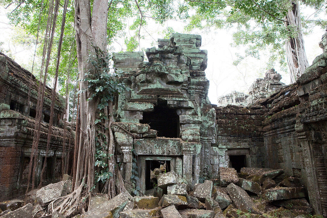 Wurzel überwuchern Teile des Ta Prohm Tempel, Angkor Wat, Sieam Reap, Kambodscha