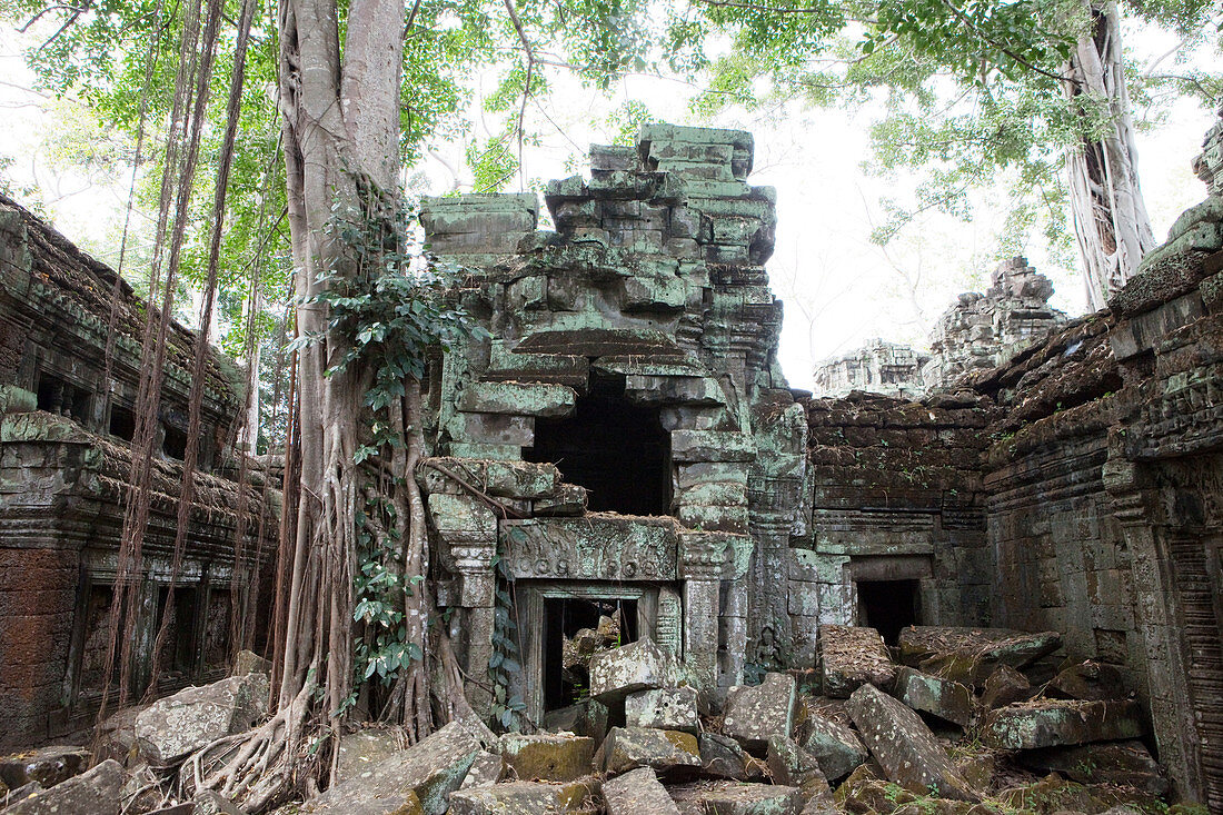 roots overgrowing parts of Ta Prohm temple, Angkor Wat, Sieam Reap, Cambodia