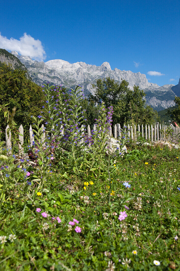 Blumenwiese vor Gebirgsmassiv, Theth, Albanische Alpen, Albanien