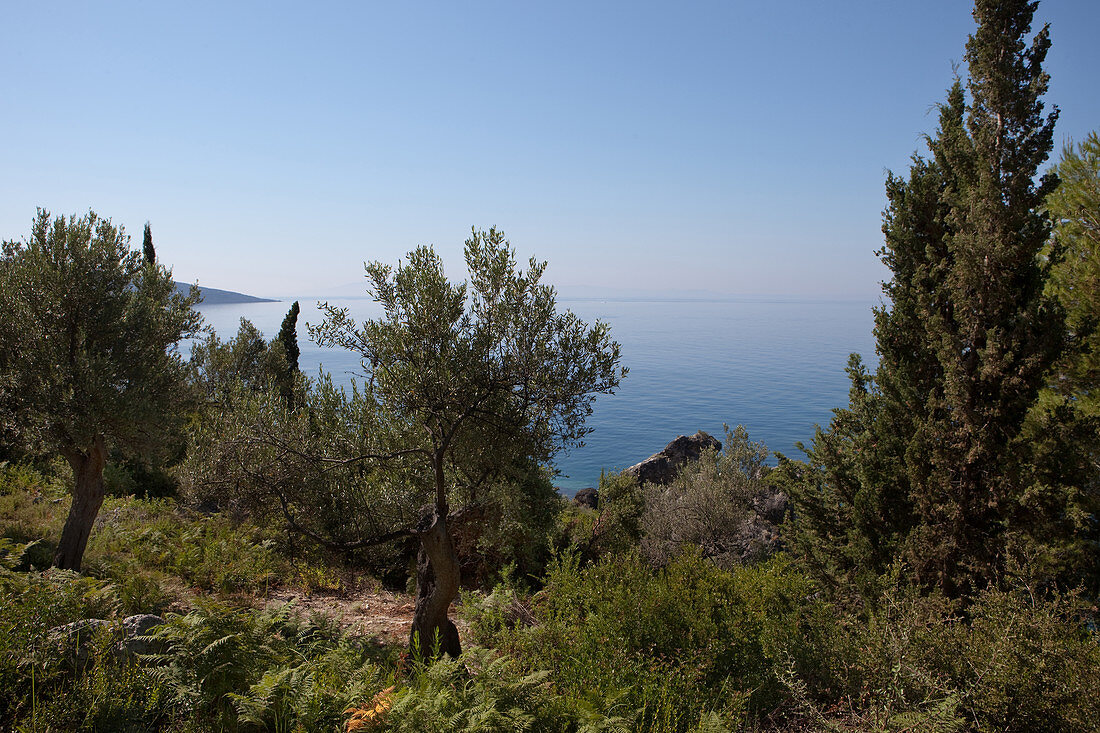 Olivenbäume an der Küste, Dhermi, Albanische Riviera, Albanien