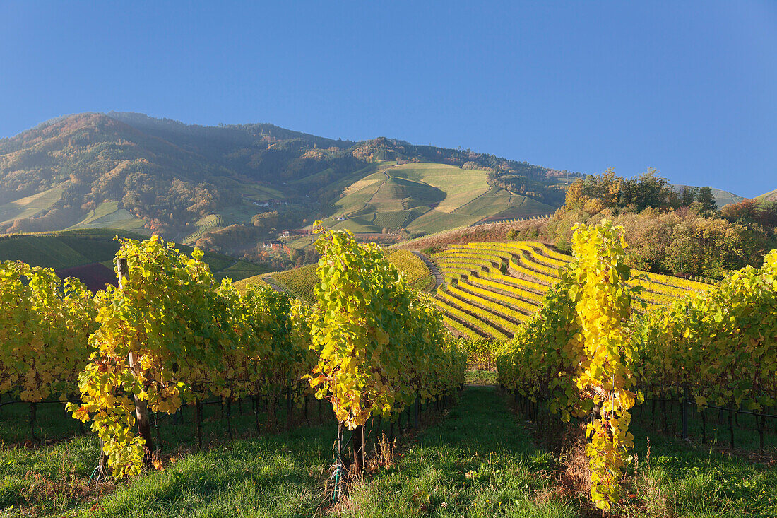 Vineyards in autumn, near Durbach, Black Forest, Baden Wurttemberg, Germany, Europe