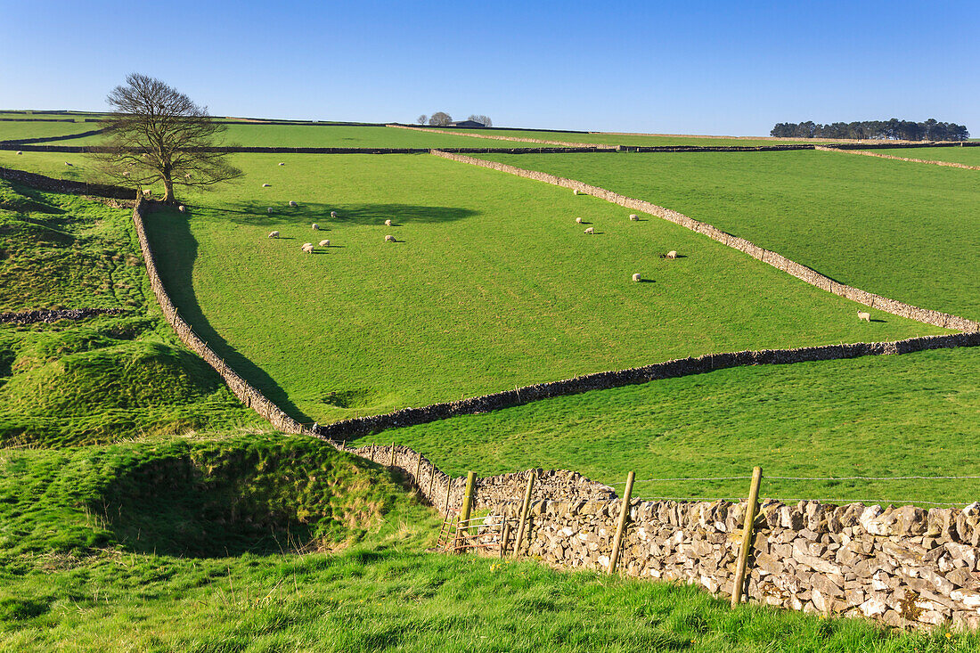 Sweeping landscape featuring dry stone walls in spring, Peak District National Park, near Litton, Derbyshire, England, United Kingdom, Europe