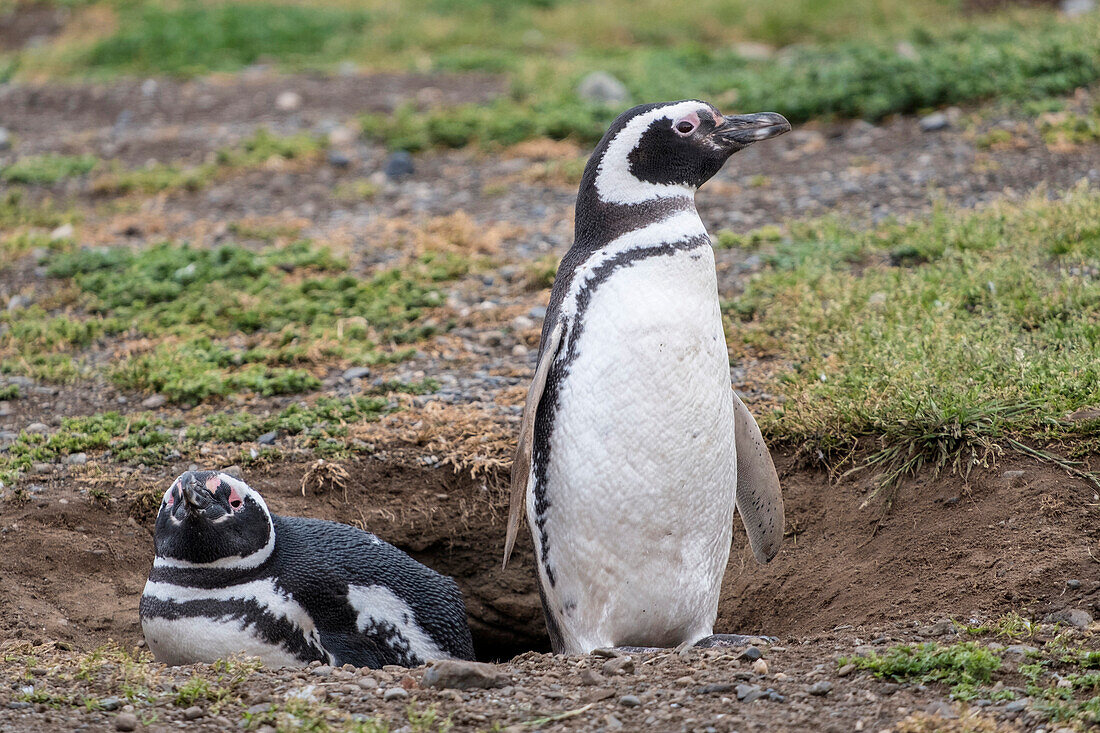 Magellanischer Pinguin (Spheniscus magellanicus), ein Paar Zuchtpinguine auf ihrem Nest, Patagonien, Chile, Südamerika