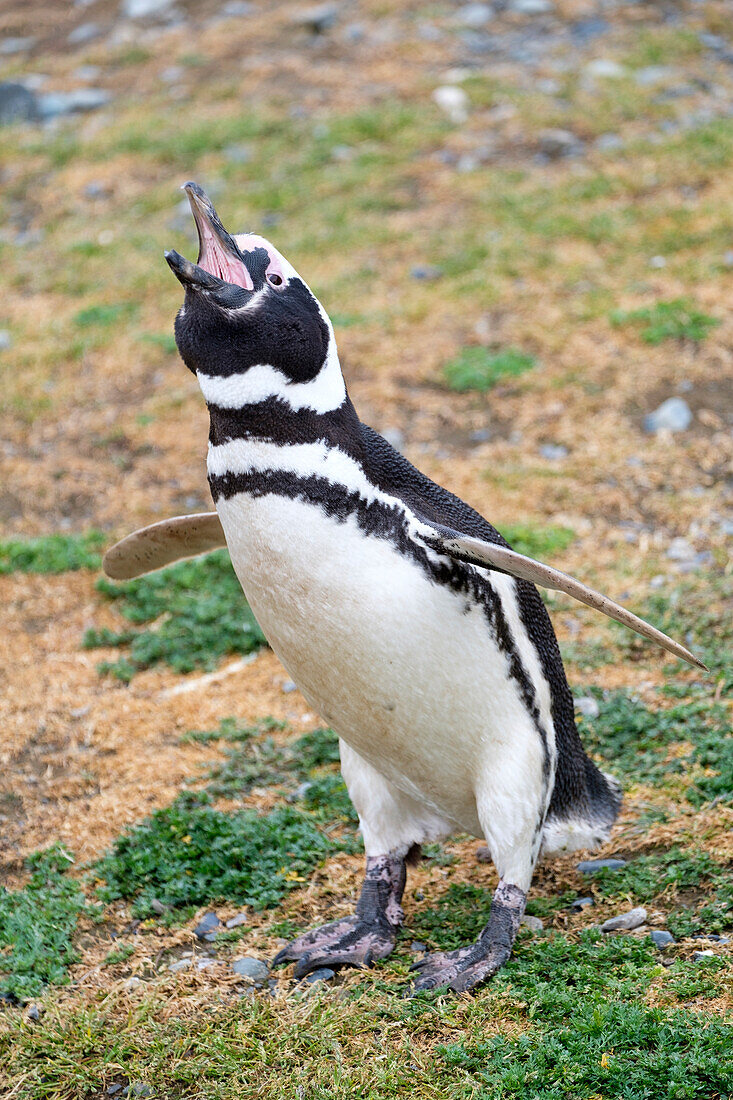 Magellanischer Pinguin (Spheniscus magellanicus) ruft und gibt einen Warnruf, Patagonien, Chile, Südamerika