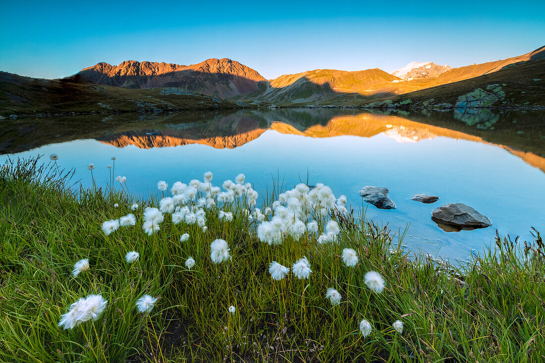 Cotton grass frames the rocky peaks reflected in Lake Umbrail at sunset, Stelvio Pass, Valtellina, Lombardy, Italy, Europe