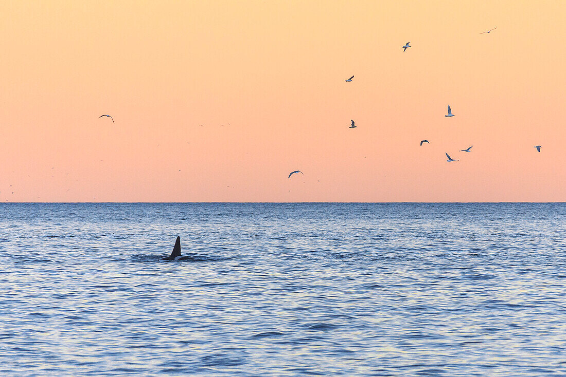 A killer whale in the cold sea framed by seagulls flying in pink sky at dawn, Tungeneset, Senja, Troms, Norway, Scandinavia, Europe