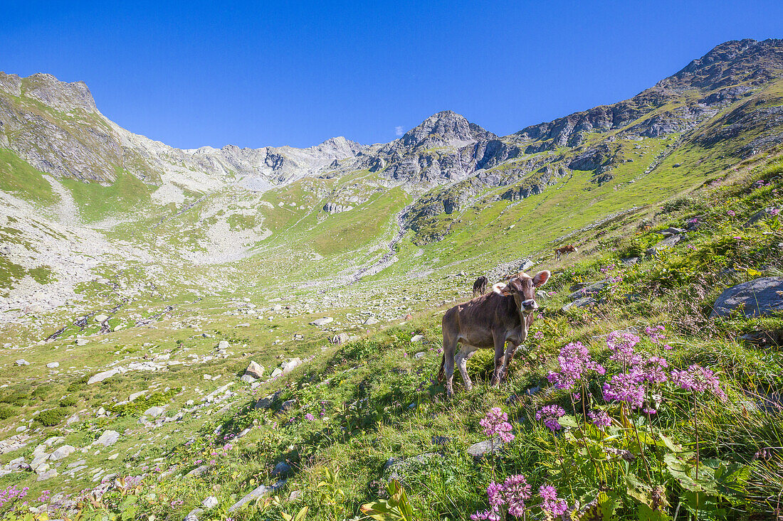 Cows graze in the green pastures with the rocky peak Suretta in the background, Chiavenna Valley, Valtellina, Lombardy, Italy, Europe