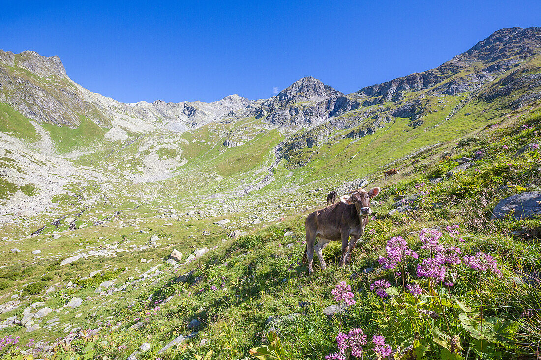 Kühe grasen auf den grünen Weiden mit dem felsigen Gipfel Suretta im Hintergrund, Chiavenna-Tal, Valtellina, Lombardei, Italien, Europa