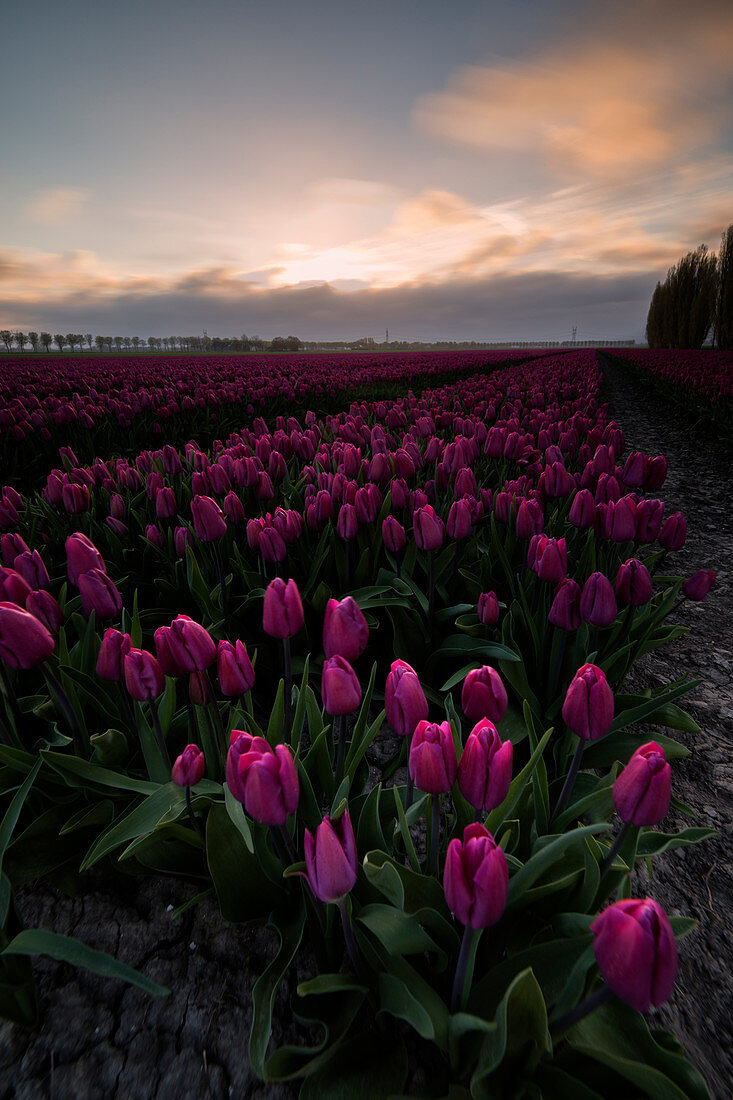 Colourful fields of tulips in bloom at dawn, De Rijp, Alkmaar, North Holland, Netherlands, Europe