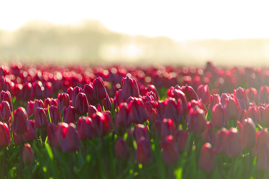 Nahaufnahme von bunten Tulpen in voller Blüte bei Sonnenaufgang, De Rijp, Alkmaar, Nordholland, Niederlande, Europa