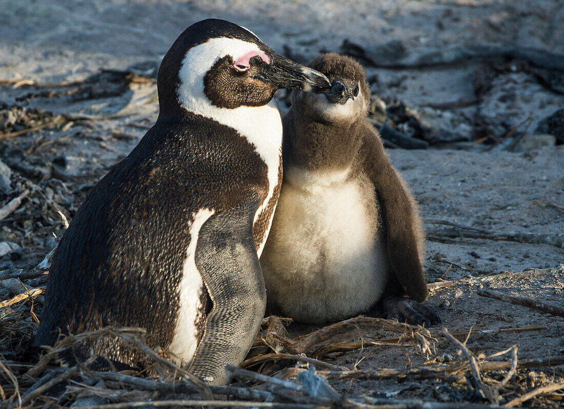African penguins (jackass penguins) (Spheniscus demersus), Boulders Beach, Cape of Good Hope, South Africa, Africa