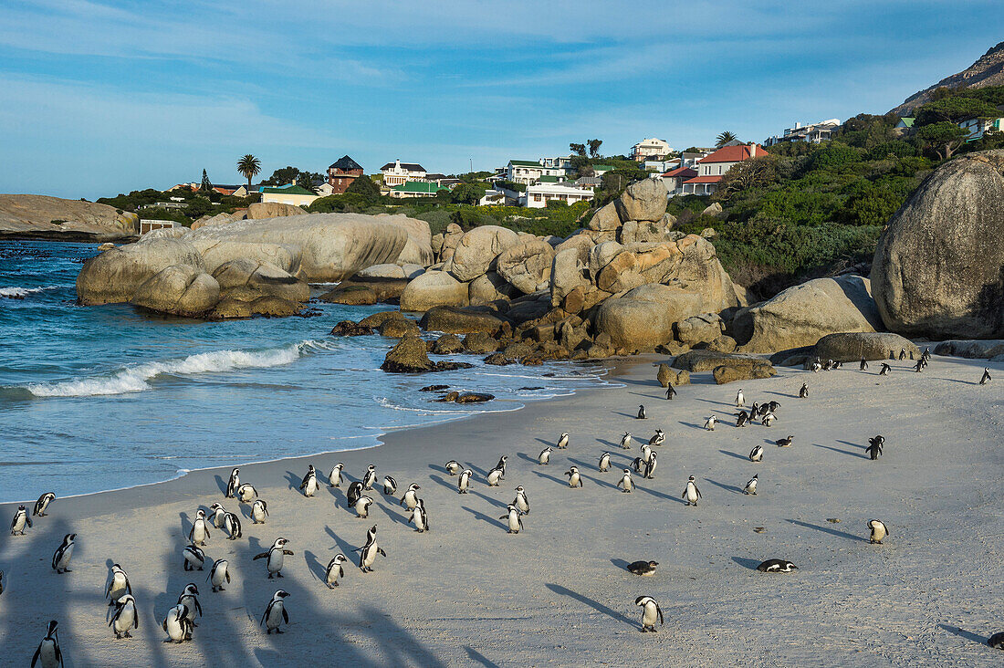 Mother and baby African penguin (jackass penguin) (Spheniscus demersus) colony, Boulders Beach, Cape of Good Hope, South Africa, Africa