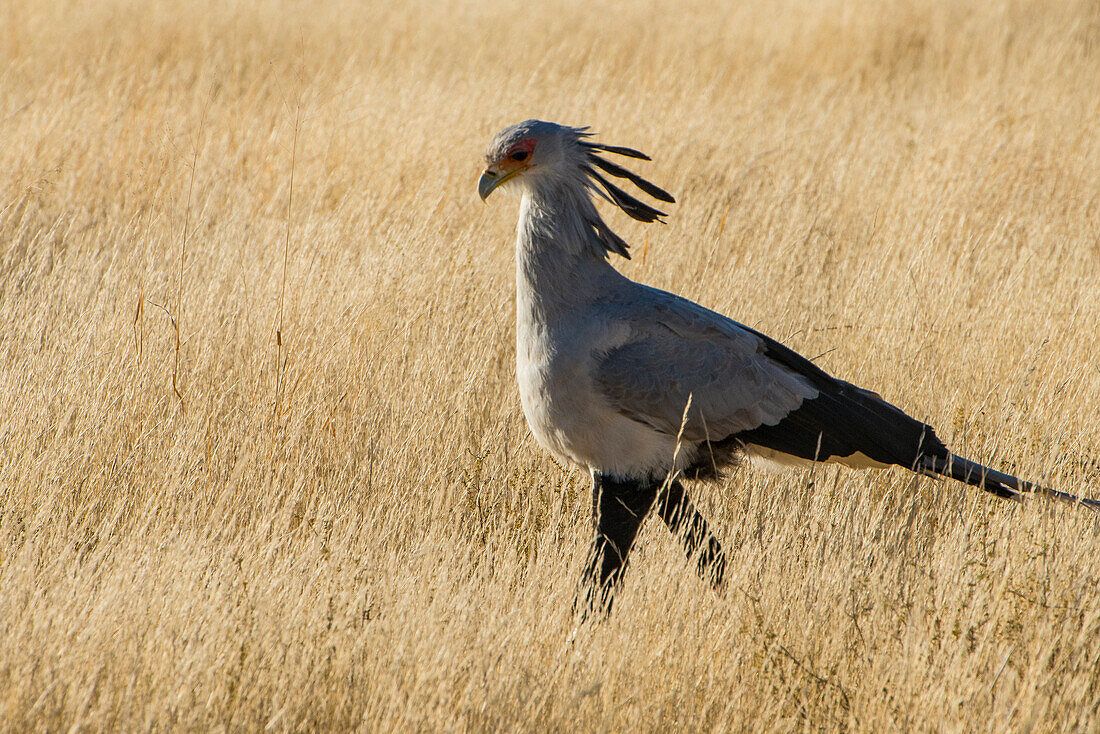Secretary bird (Sagittarius serpentarius), Kalahari Transfrontier Park, South Africa, Africa