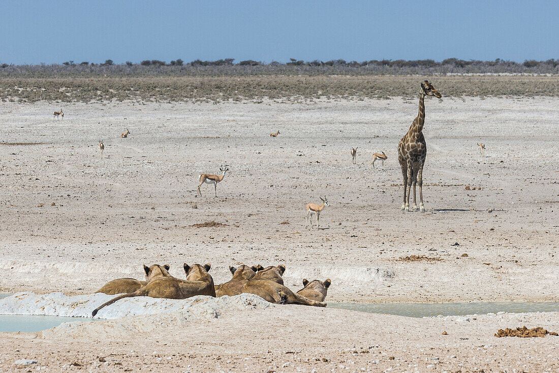 Löwen (Panthera Leo) an einem Wasserloch im Etosha Nationalpark, Namibia, Afrika