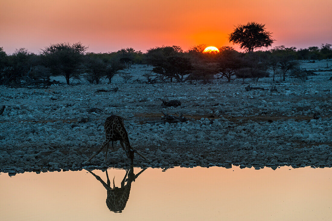 Giraffe spiegelt sich im Wasser eines Wasserlochs, Okaukuejo Rest Camp, Etosha Nationalpark, Namibia, Afrika