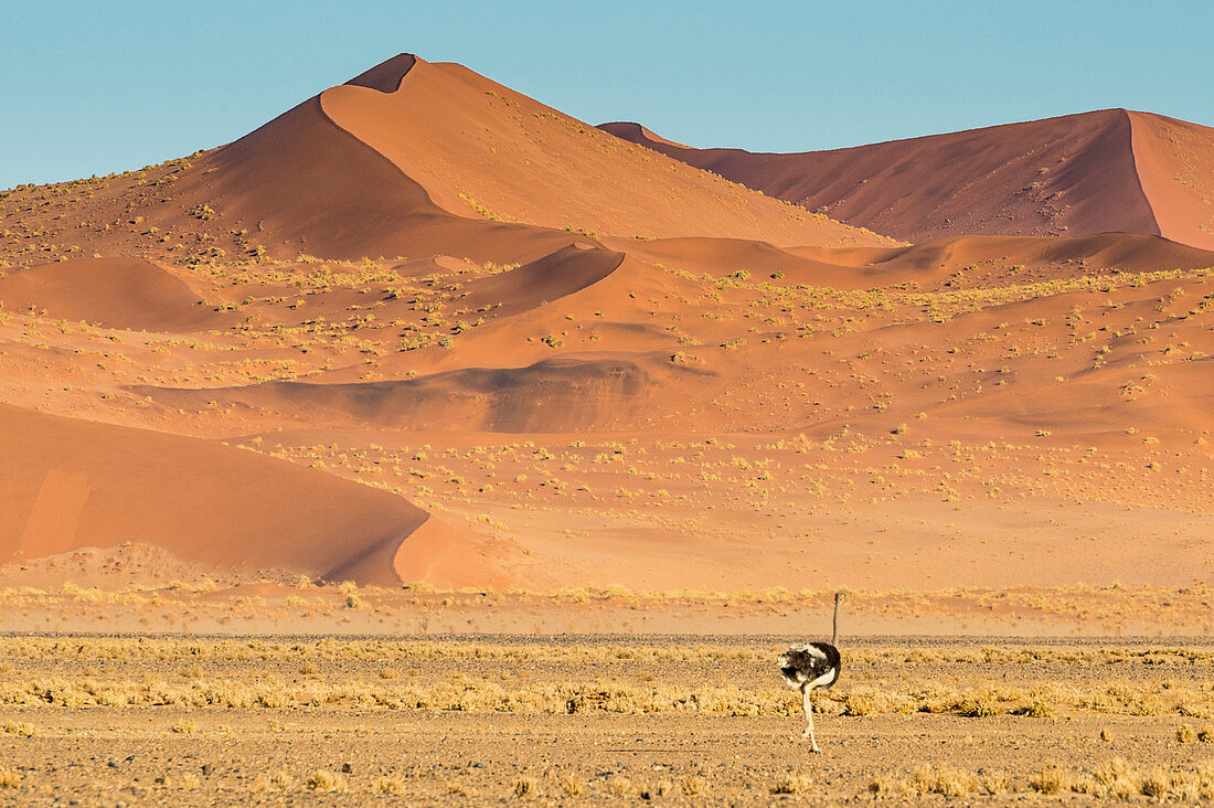 Strauß wandert vor einer riesigen Sanddüne, Sossusvlei, Namib-Naukluft Nationalpark, Namibia, Afrika