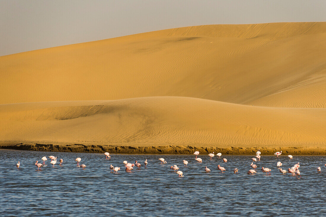 Salzwasser-Pool mit Flamingos in der Nähe von Walvis Bay, Namibia, Afrika