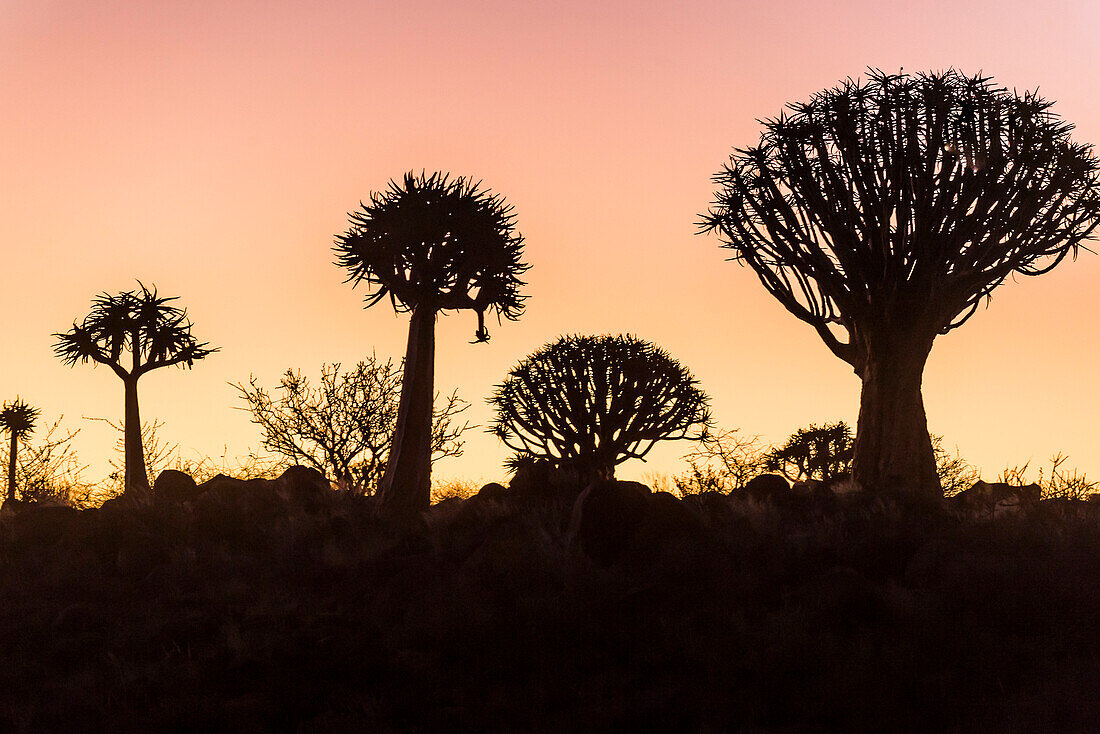 Köcherbaum Wald (Aloe Dichotom) bei Sonnenuntergang, Gariganus Bauernhof, Keetmanshoop, Namibia, Afrika