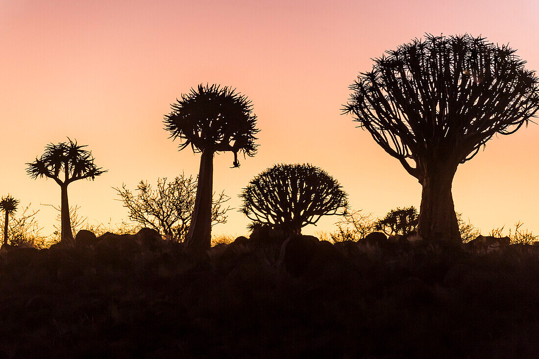 Quiver tree forest (Aloe dichotoma) at sunset, Gariganus farm, Keetmanshoop, Namibia, Africa