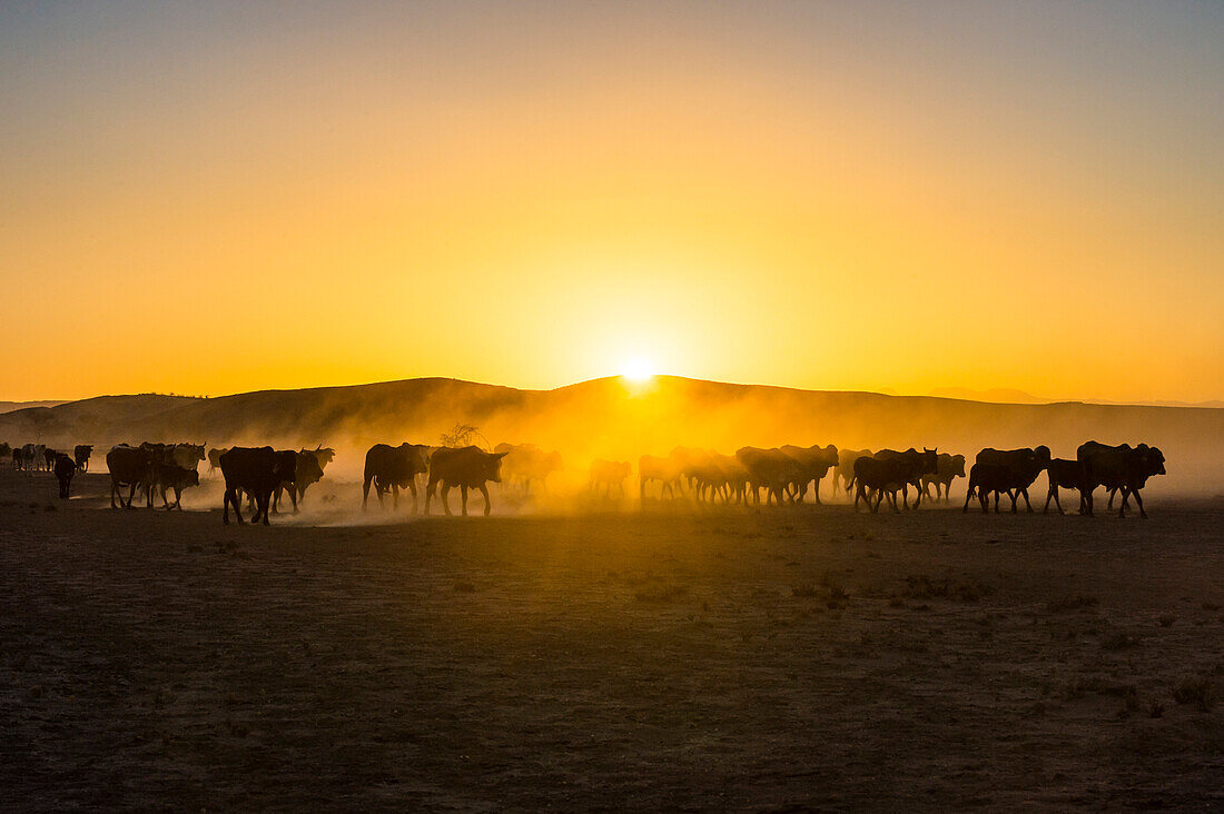 Hintergrundbeleuchtung von Rindern auf dem Weg nach Hause bei Sonnenuntergang, Twyfelfontein, Damaraland, Namibia, Afrika