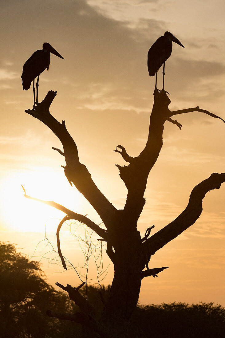 Marabou Storch (Leptoptilos crumenifer), Uganda, Afrika