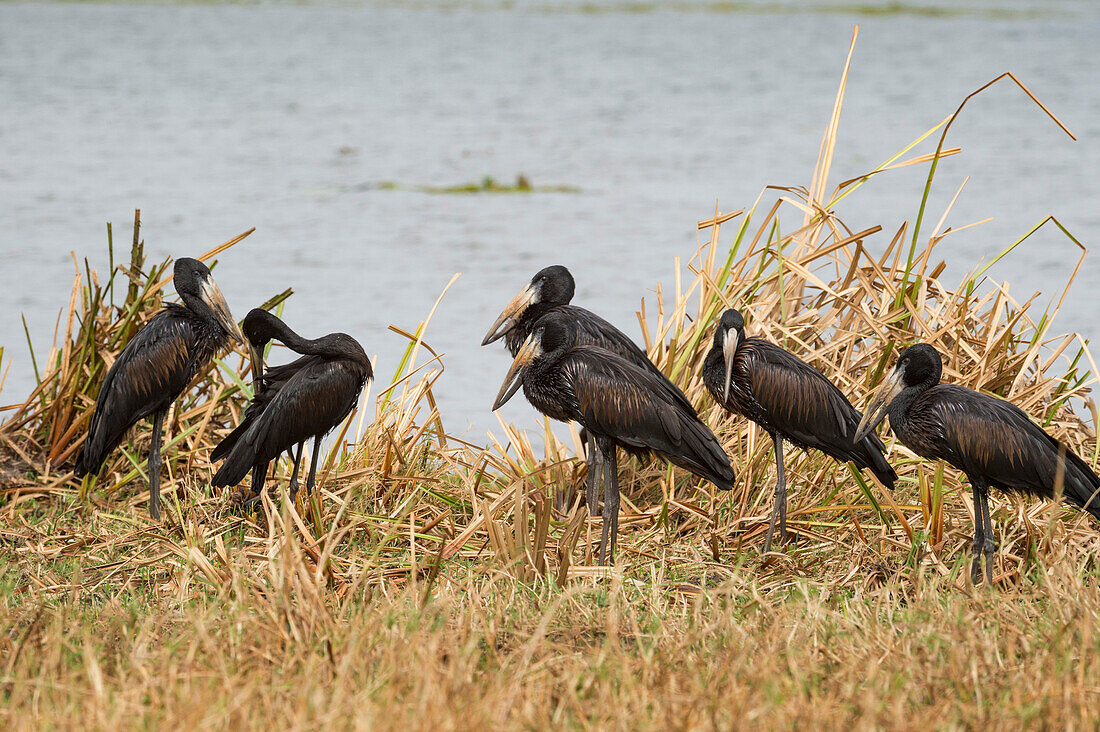 Afrikanischer Open-Billed Storch (afrikanischer Openbill) (Openbill Storch) (Aanastomus lamelligerus), Uganda, Afrika