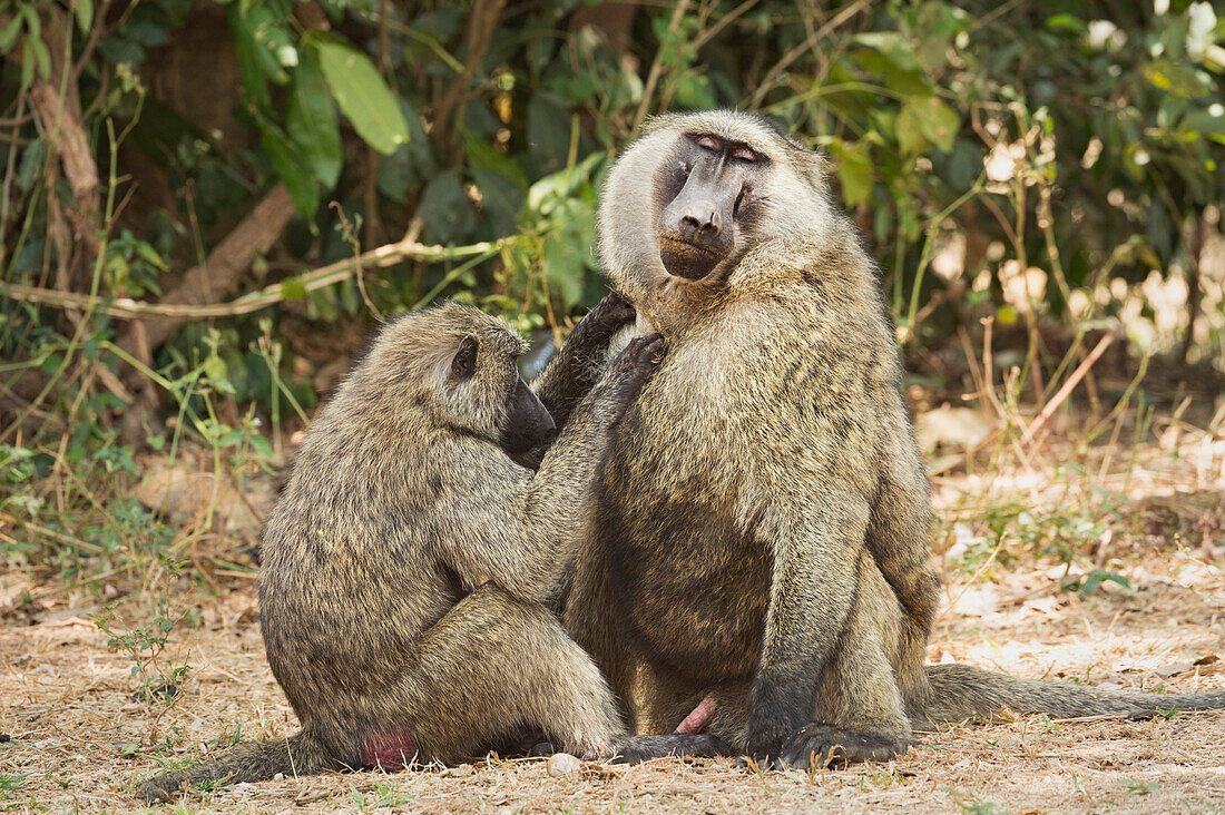 Olive Baboon (Anubis baboon), Uganda, Africa