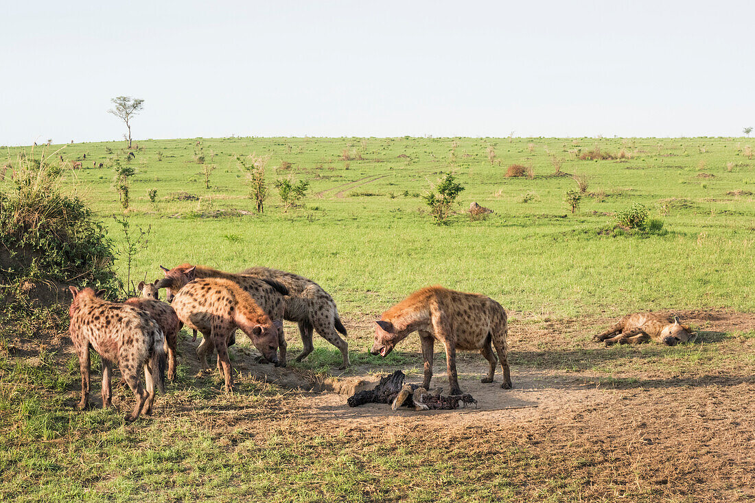Beschmutzte Hyäne (Crocuta crocuta), Ishasha, Uganda, Afrika