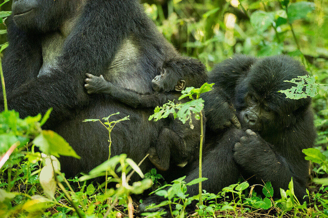 Mountain Gorilla (Beringei beringei), Bwindi Impenetrable Forest, UNESCO World Heritage Site, Uganda, Africa