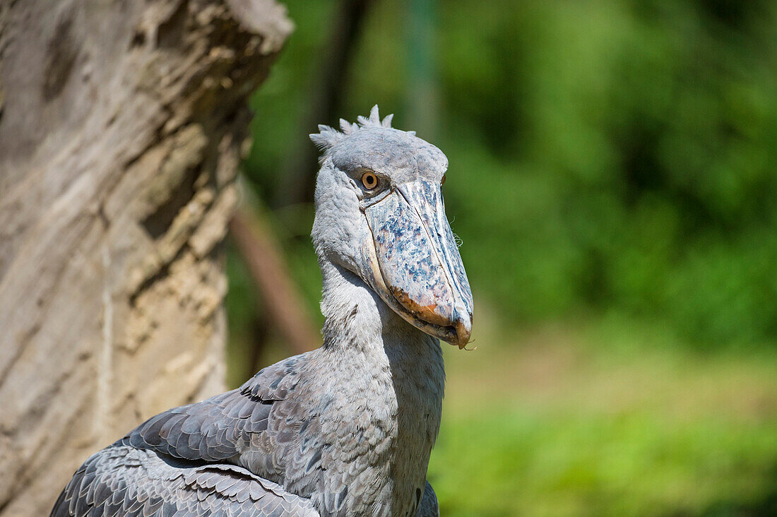 Shoebill (Balaeniceps rex), Uganda, Africa