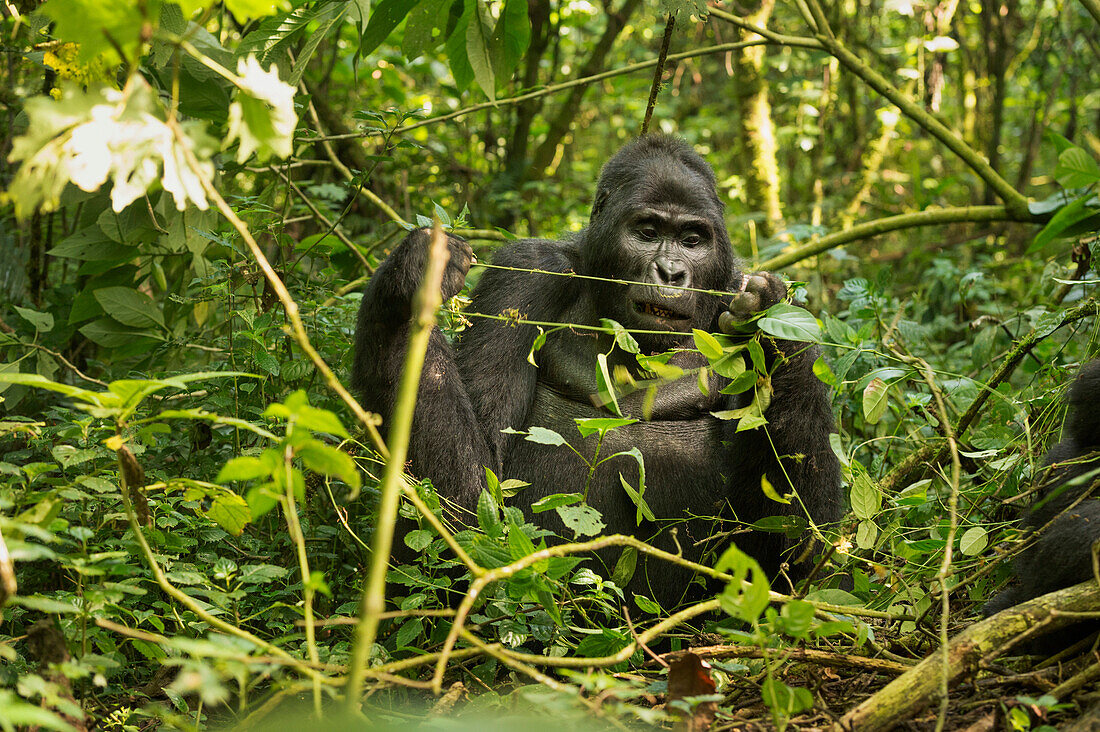 Mountain Gorilla (Beringei beringei), Bwindi Impenetrable Forest, UNESCO World Heritage Site, Uganda, Africa