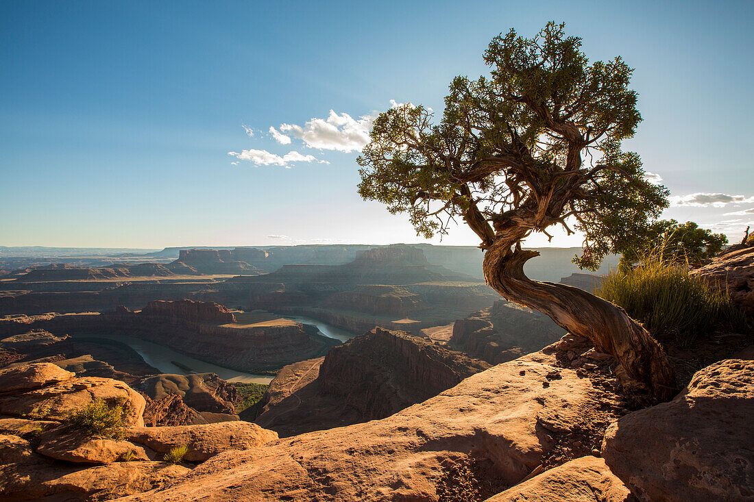 Tree and Colorado River in the background, Dead Horse Point State Park, Moab, Utah, United States of America, North America