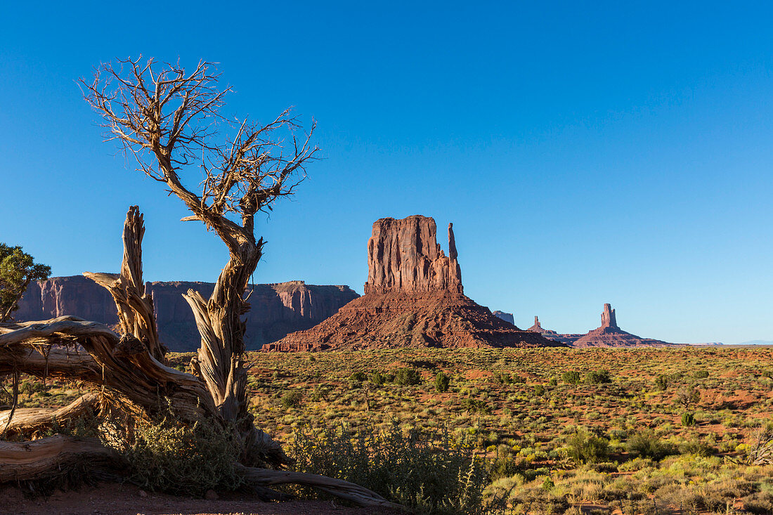 Felsformationen und Baum, Monument Valley, Navajo Tribal Park, Arizona, Vereinigte Staaten von Amerika, Nordamerika