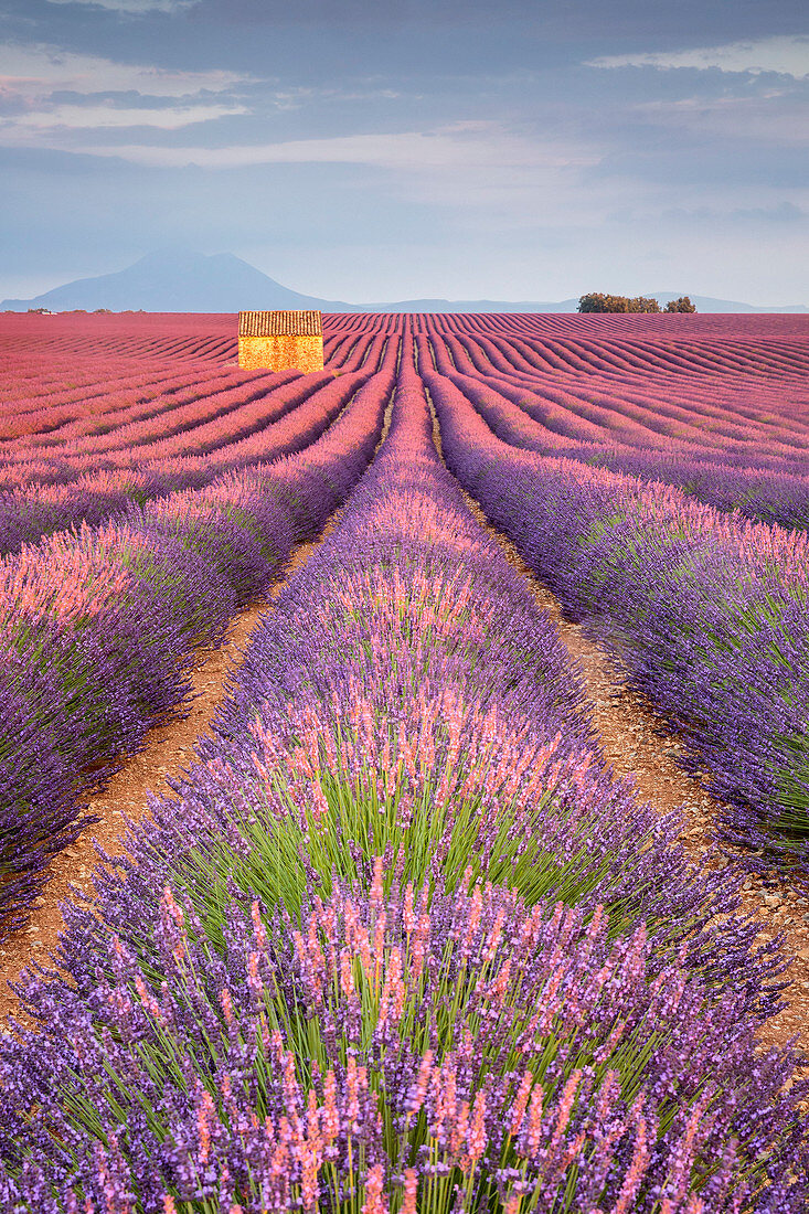 Haus in einem Lavendelfeld bei Sonnenuntergang, Plateau de Valensole, Alpes-de-Haute-Provence, Provence-Alpes-Côte d'Azur, Frankreich, Europa