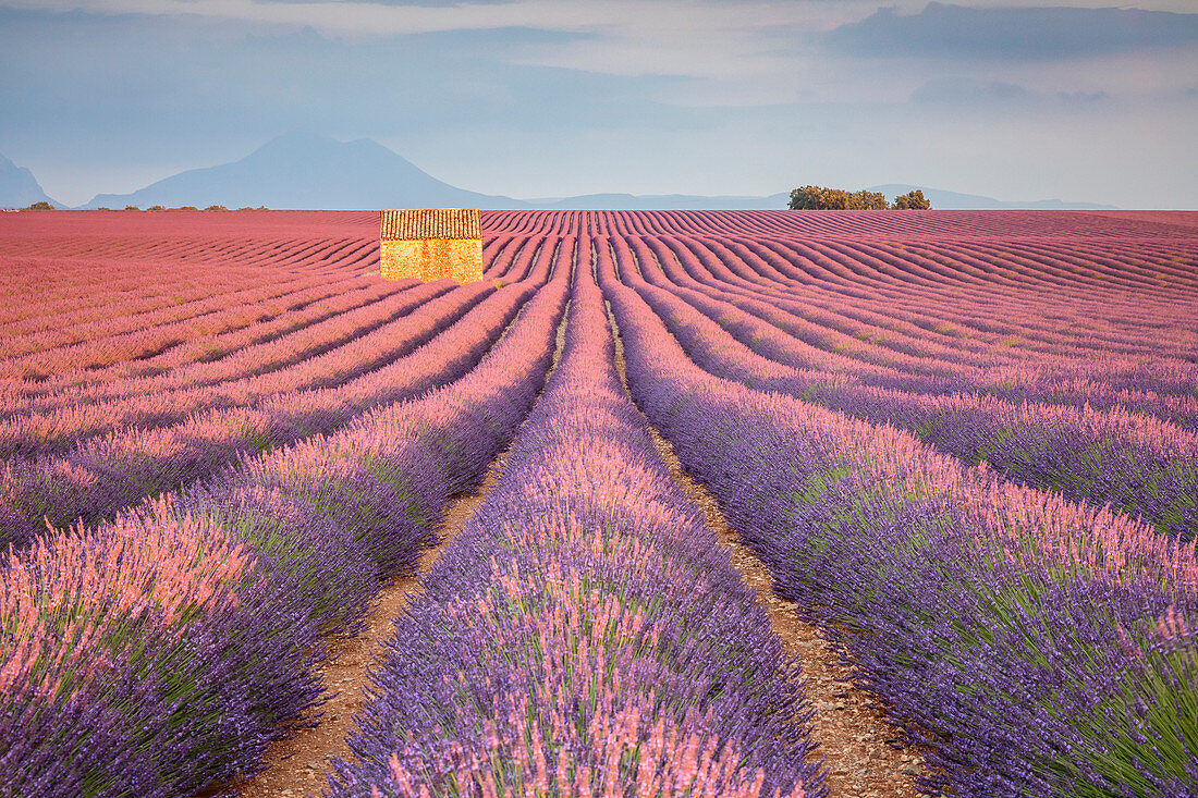 Haus in einem Lavendelfeld bei Sonnenuntergang, Plateau de Valensole, Alpes-de-Haute-Provence, Provence-Alpes-Côte d'Azur, Frankreich, Europa