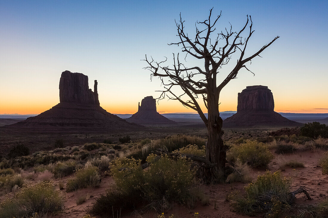 Baum und Sträucher vor Sonnenaufgang Monument Valley, Navajo Tribal Park, Arizona, Vereinigte Staaten von Amerika, Nordamerika