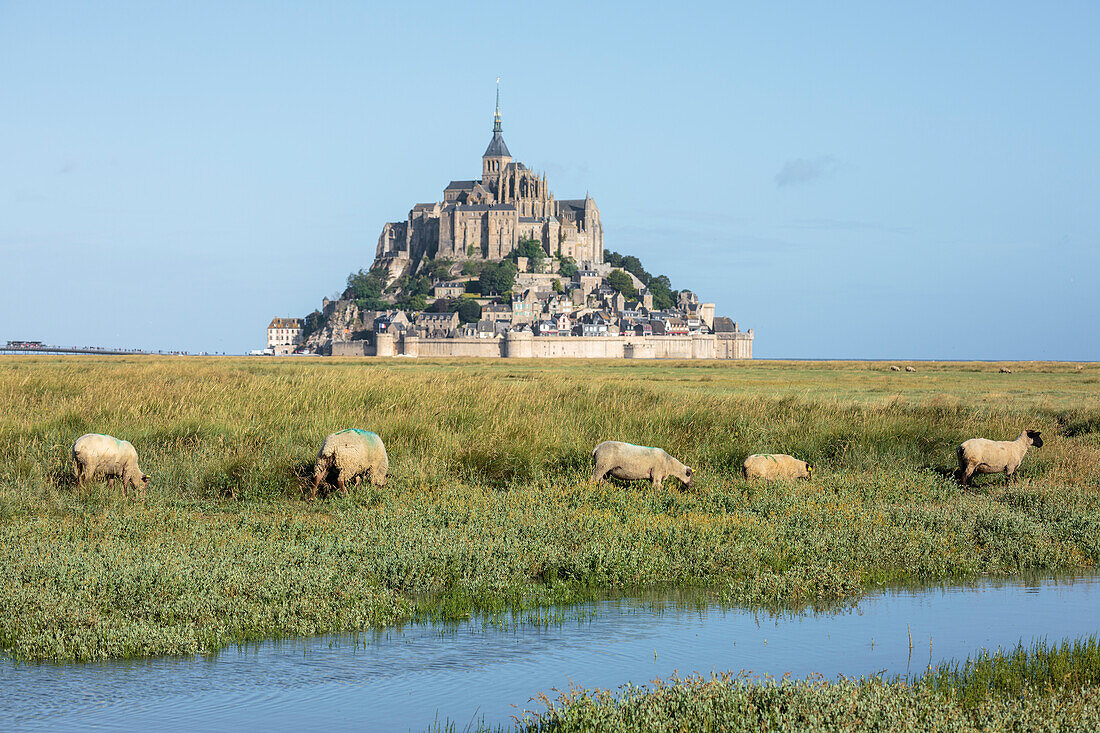 Schafe, die mit dem Dorf im Hintergrund weiden, Mont-Saint-Michel, UNESCO-Weltkulturerbe, Normandie, Frankreich, Europa