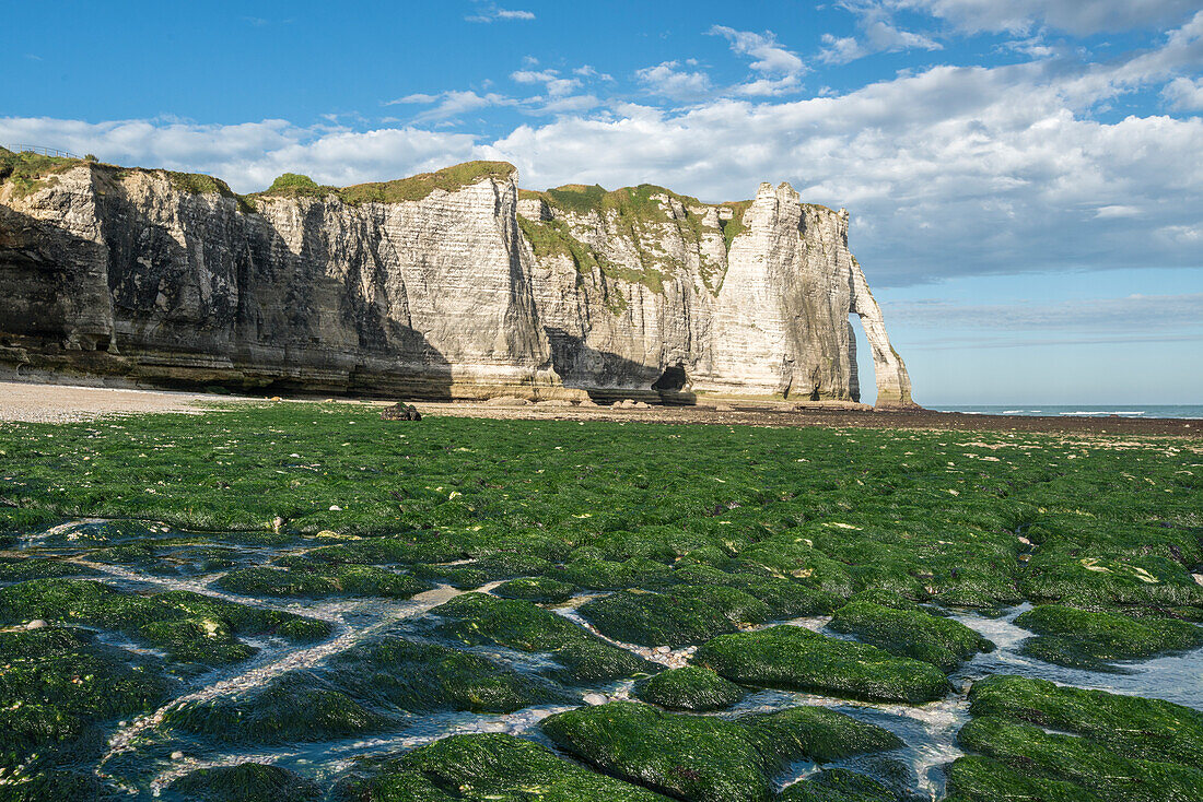 Porte d'Aval mit Ebbe und Algen am Strand, Etretat, Normandy, Frankreich, Europa