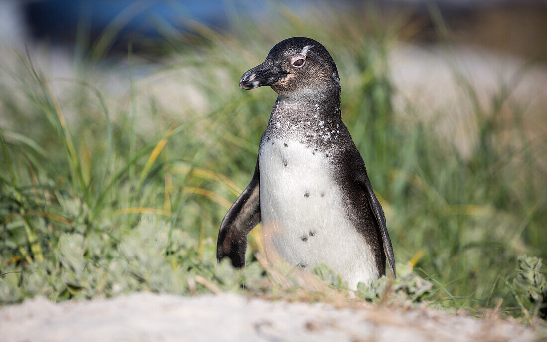 Südafrikanischer Pinguin (Jackass Pinguin) am Boulders Beach in Simons Bucht auf der Kap-Halbinsel, Südafrika, Afrika