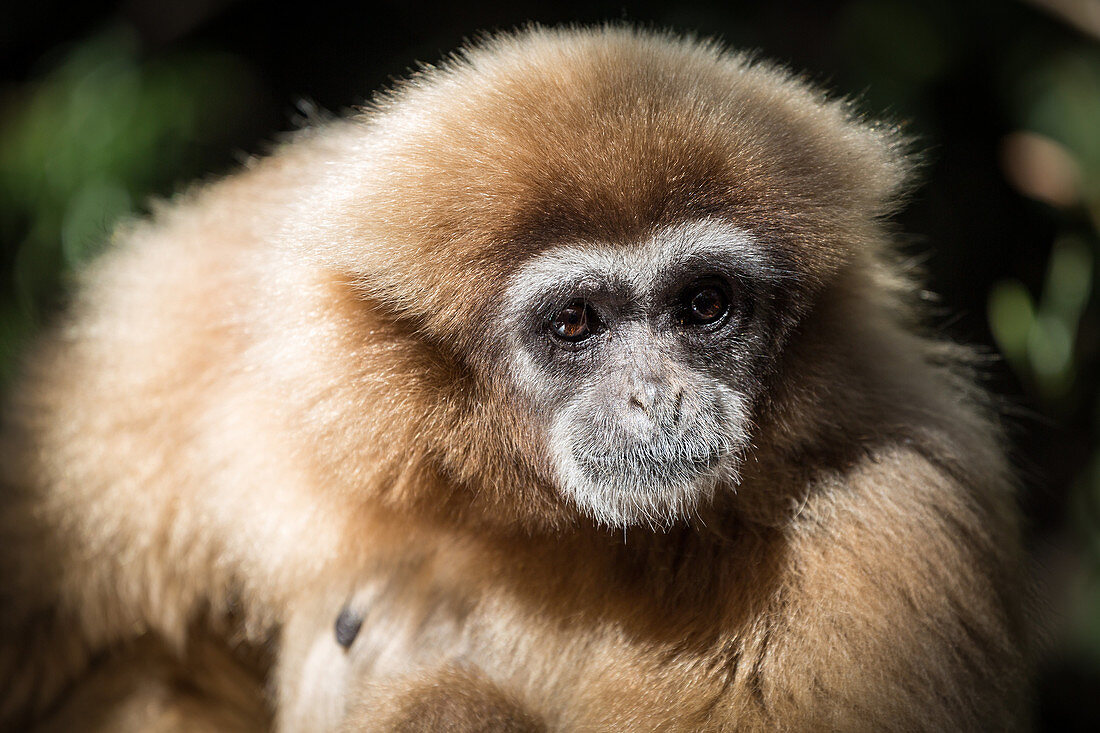 Weibliche Gibbon bei Monkeyland Primate Sanctuary in Plettenberg Bay, Südafrika. Afrika