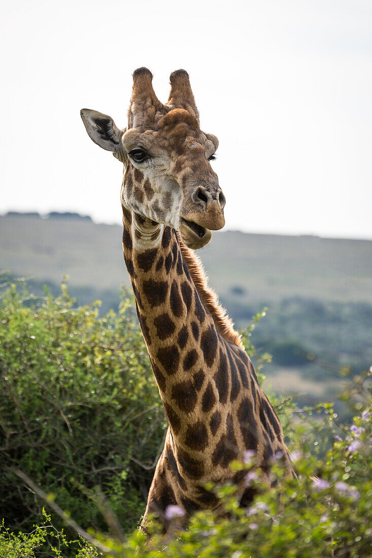 Porträt einer Giraffe im Amakhala Game Reserve auf dem Eastern Cape, Südafrika, Afrika