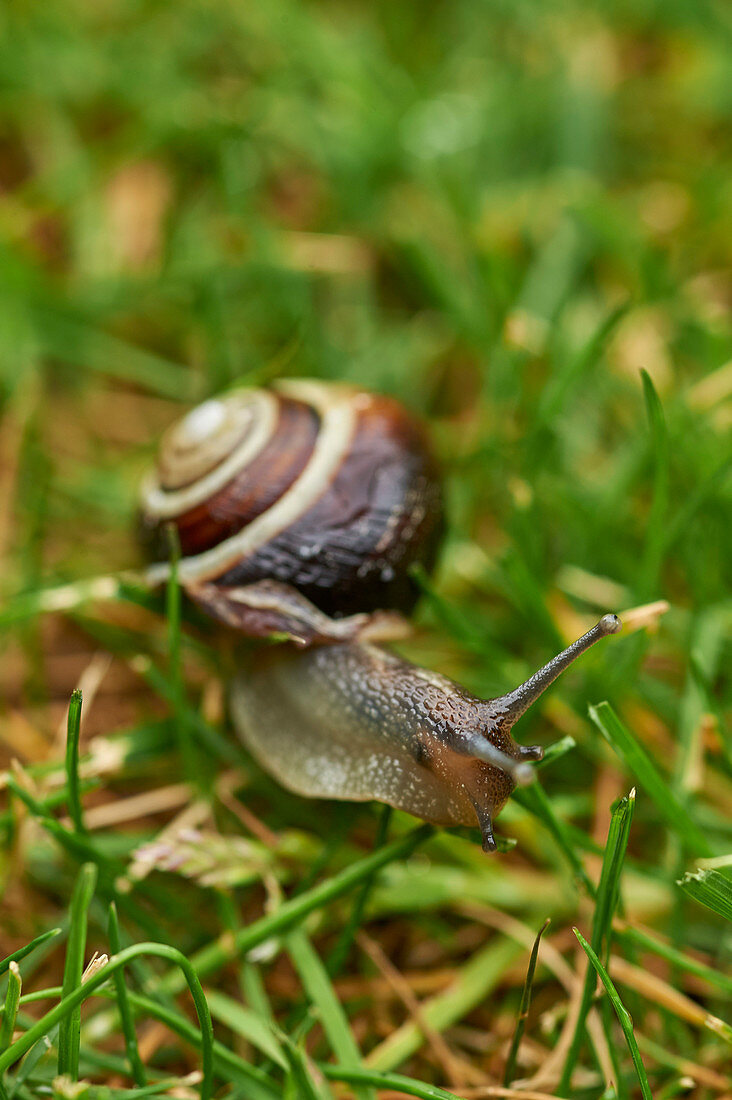 A white-lipped snail on grass in a garden in Oxfordshire, England, United Kingdom, Europe