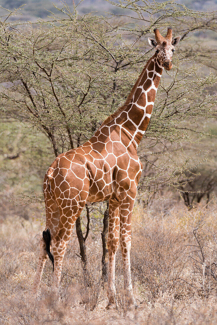 Reticulated giraffe (Giraffa camelopardalis reticulata), Kalama Conservancy, Samburu, Kenya, East Africa, Africa