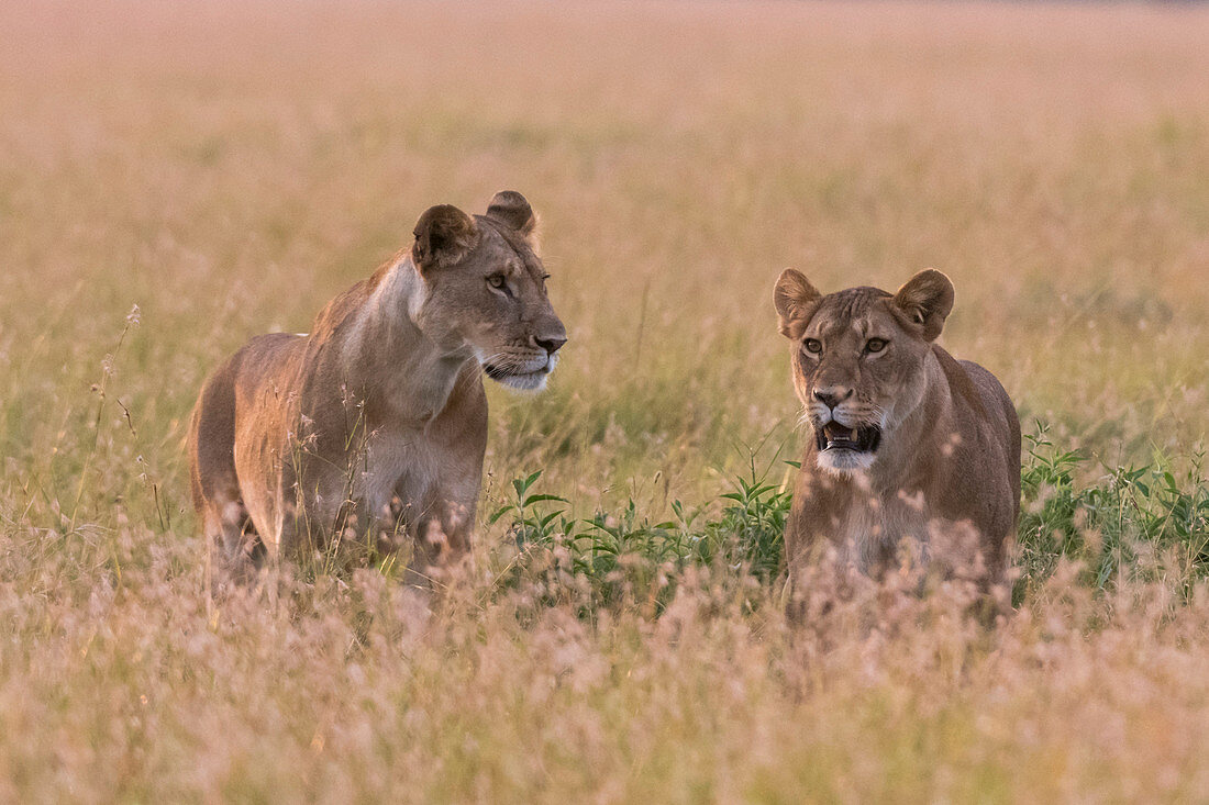 Portrait of two lionesses (Panthera leo) in the savannah, Masai Mara, Kenya, East Africa, Africa