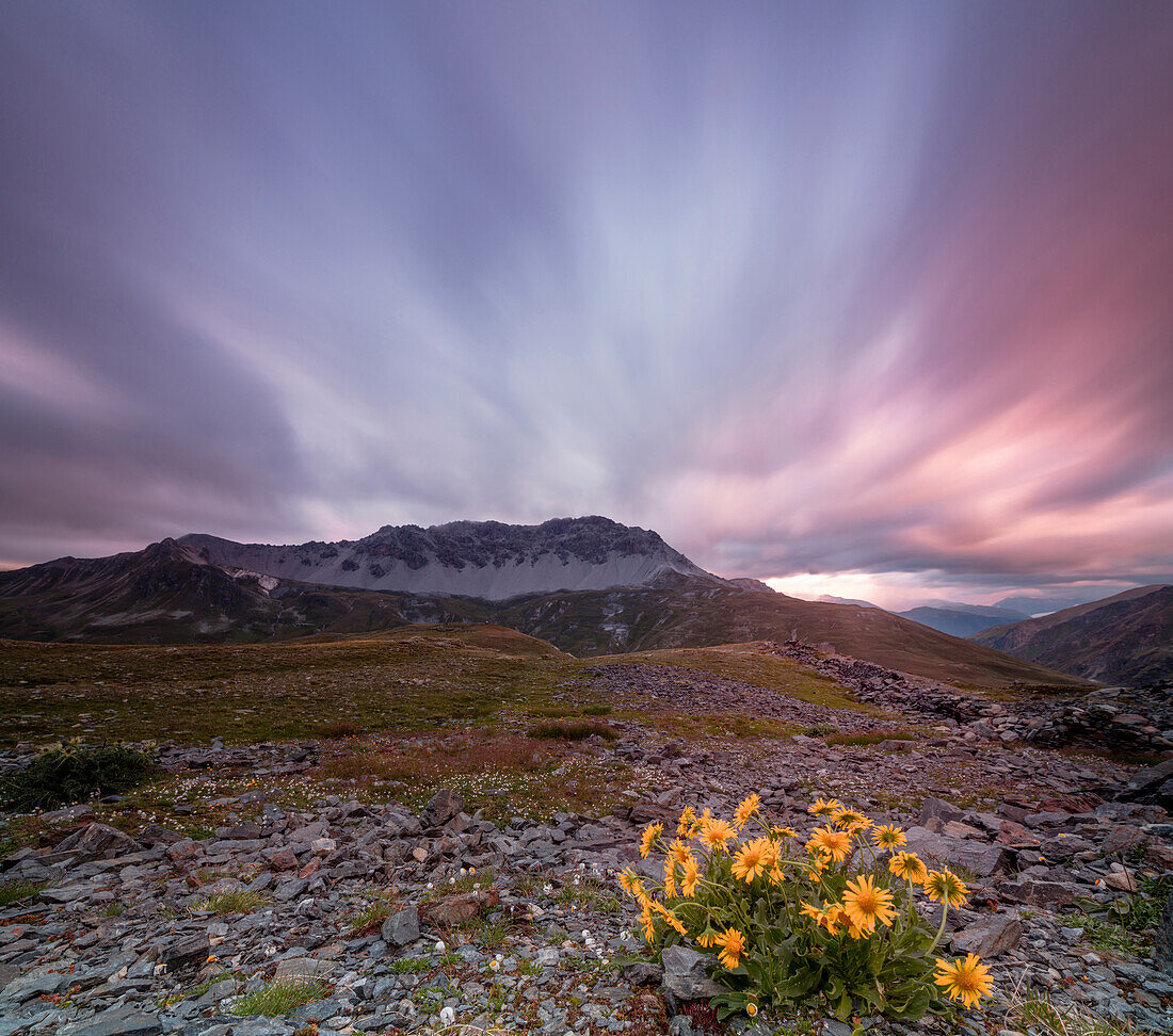 Panorama of pink clouds at dawn on Piz Umbrail framed by flowers, Braulio Valley, Valtellina, Lombardy, Italy, Europe